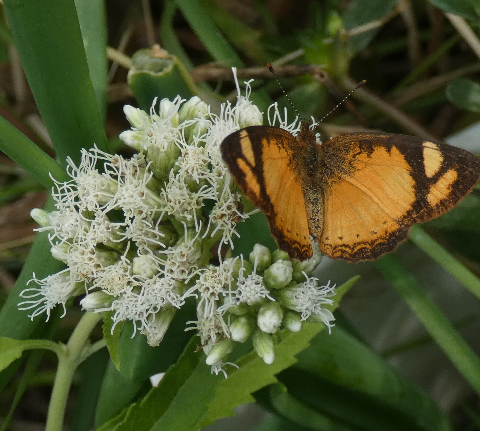 Austroeupat inulifolium Foto Eduardo Haene